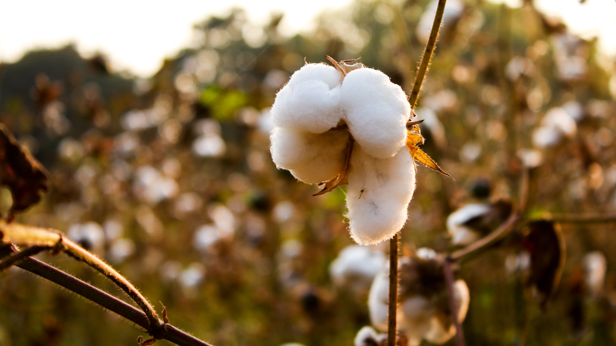 Cotton bud in cotton field